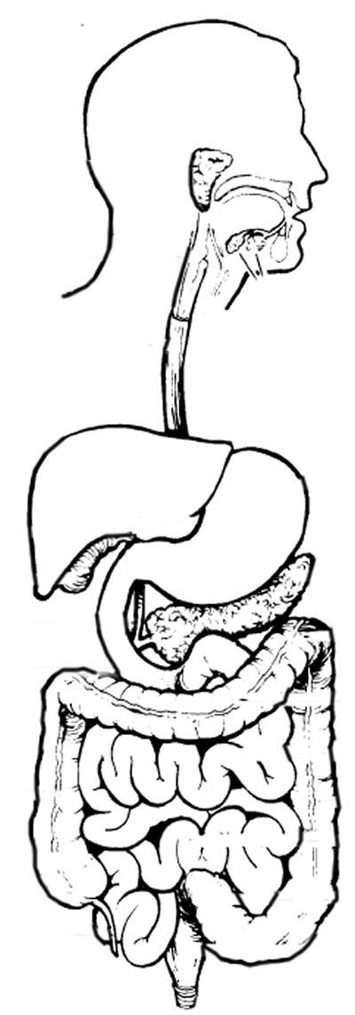 Digestive System Coloring Page Digestive System Worksheet Teaching