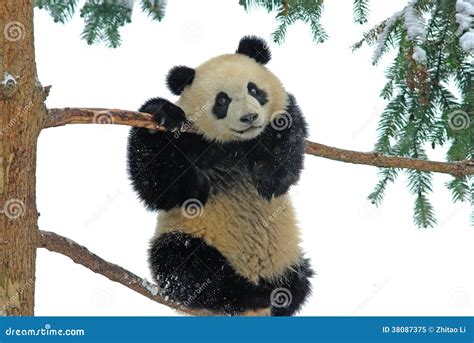 A Baby Panda Is Playing On The Tree In Bifengxia Royalty Free Stock