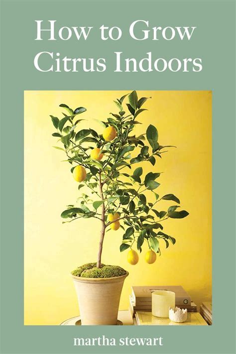 How To Grow Citrus Indoors Citrus Tree Indoor Citrus Plant Indoor