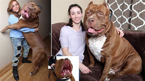 Hulk The World S Biggest Pit Bull With A 28 Inch Wide Head