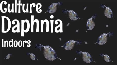 How To Culture Daphnia Youtube