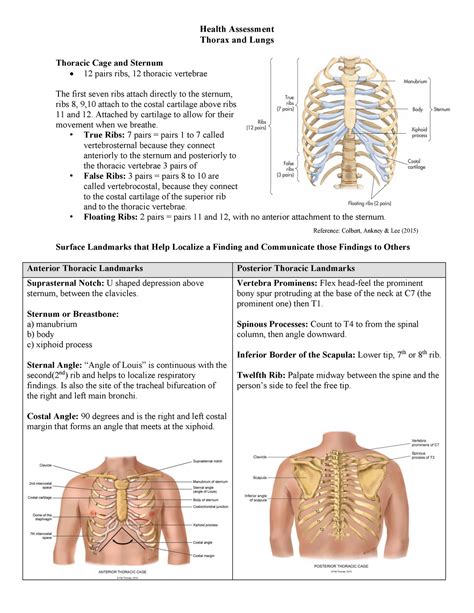Health Assessment Thorax And Lungs Thoracic Cage And Sternum Health