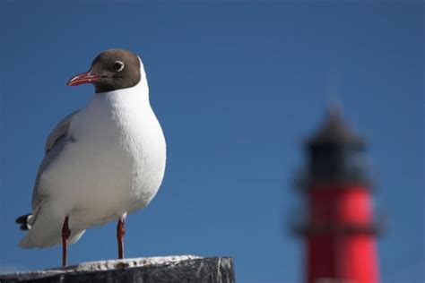 Der austernfischer ist zwar in europa weit verbreitet, kommt aber am häufigsten im wattenmeer und an den küsten der nordsee vor. Nationalpark Schleswig-Holsteinisches Wattenmeer - Junior ...
