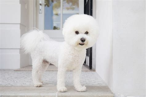 12 Dog Breeds That Only Have White Coats Swi Pets