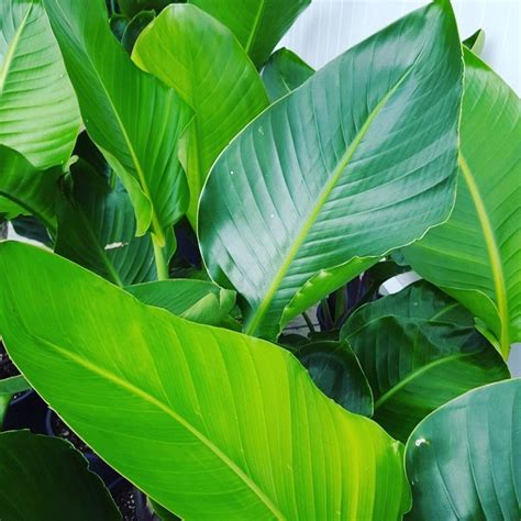 Bird of Paradise in White Pot | Strelitzia for Indoors - plantandpot.nz