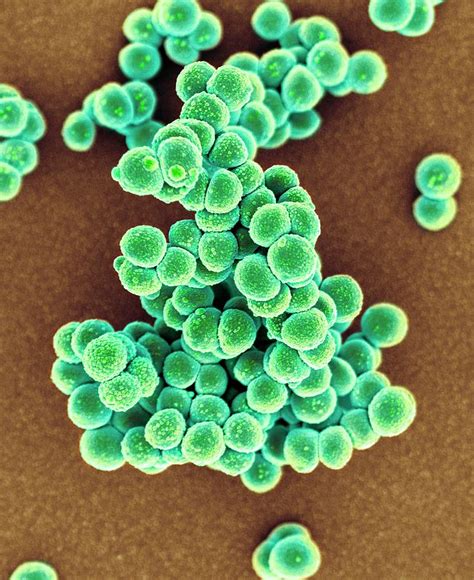 Mrsa Bacteria Photograph By Science Photo Library Pixels