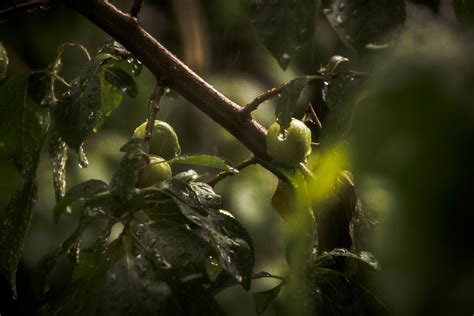 Free Images Tree Nature Forest Branch Sunlight Leaf Flower