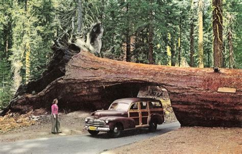 Redwoodtunneltree George Rothert