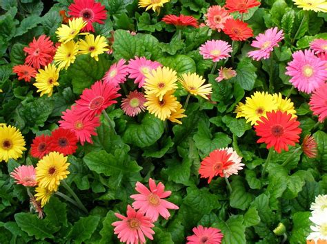 Enjoy them fresh with discount prices. Glorious Gerbera Daisies