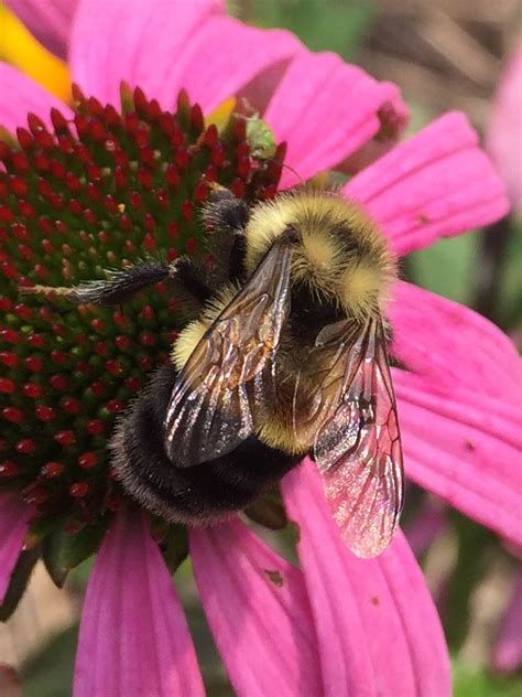Maybe you would like to learn more about one of these? Nature Close to Home: Reimagining Gardens to Support ...