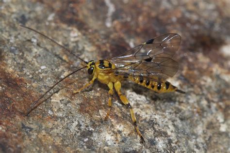 Yellow Banded Ichneumon Wasp Flickr Photo Sharing