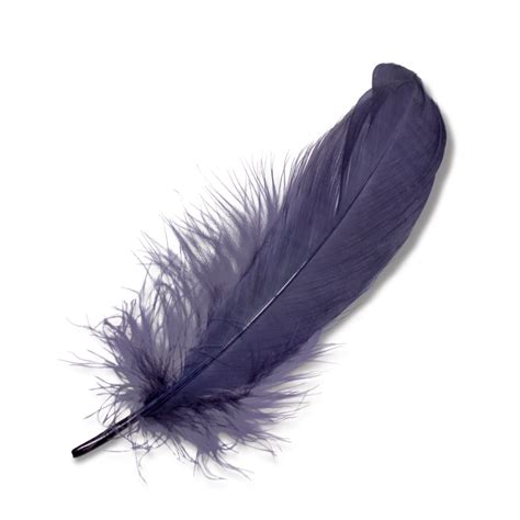 The Meaning And Symbolism Of The Word Feather