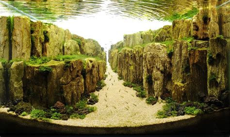 22 Amazing Underwater Aquascape Landscaping Pictures That Feature