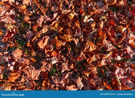 Dried Colorful Autumn Leaves On The Ground Stock Photo Image Of