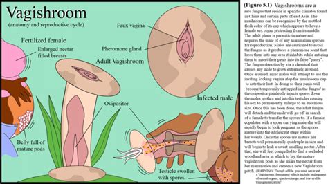 Rule 34 Breasts Daniwolf Artist Fungus Impregnation Infestation