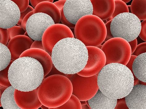 White Blood Cells With Red Blood Cells Stock Illustration