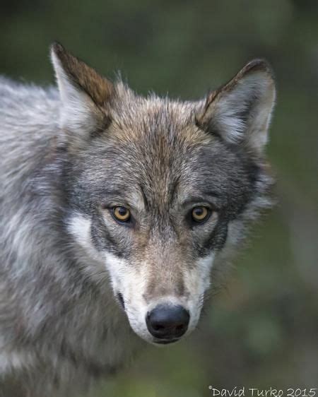 Grey Wolf Photo By David Turko — National Geographic Your Shot Wolf