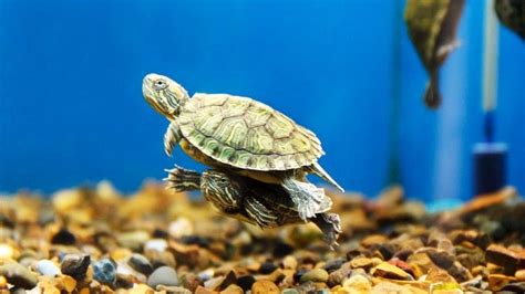 Best Turtle Aquariums 2023 Set Up A Perfect Turtle Tank Petsradar