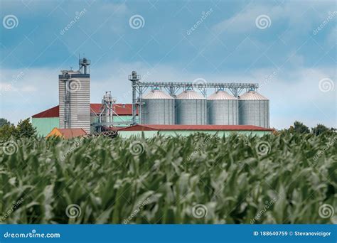 Grain Storage Silos In Cultivated Corn Maize Field Stock Image Image