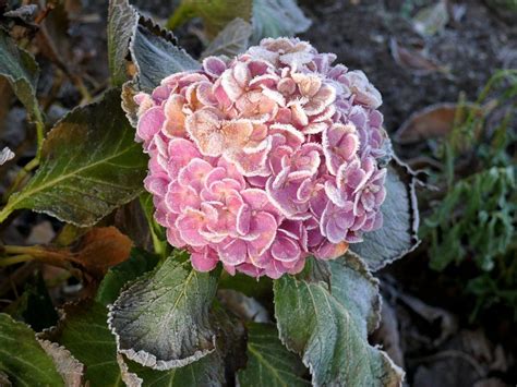 Hortensien (hydrangea) sind bei uns beliebte blütenpflanzen, die je nach sorte von juni bis september blühen. Hortensie überwintern im topf | Hortensien pflegen ...