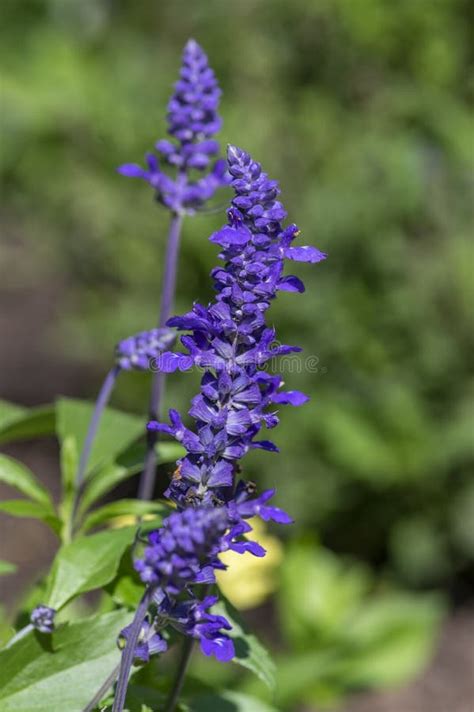 Salvia Farinacea Mealycup Sage Beautiful Purple Blue Flowers In Bllom
