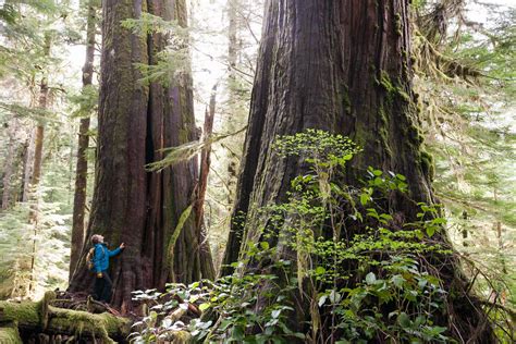 Thank You For Submitting Your Feedback On Bcs Old Growth
