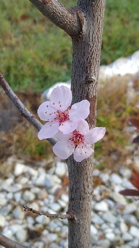 Check spelling or type a new query. Newport Flowering Plum Trees for Sale - FastGrowingTrees.com