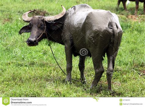 Start studying pamana ng sinaunang asyano. Sinaunang Araro : Araro Drone Fest / Ito ay naitatag ng ...