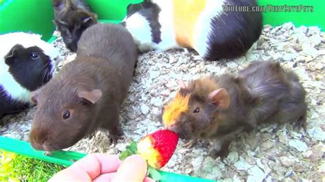 Guinea Pigs Eating Strawberries ♥ ♥ ♥ Youtube