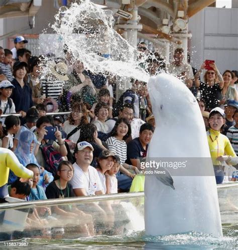 Beluga White Whale At Hakkeijima Sea Paradise Aquarium Photos And