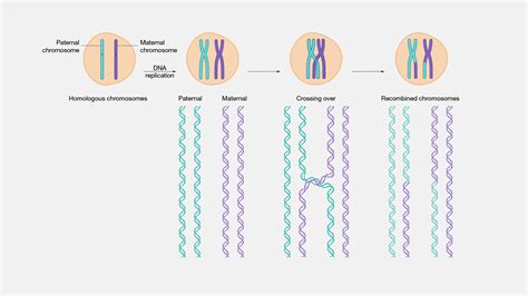 10 Enigmatic Facts About Recombination Facts Net