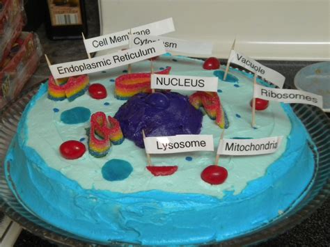 Edible Animal Cell Project Jello Our Aussie Homeschoo