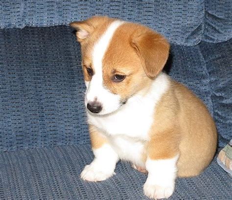 The cheapest offer starts at £200. Pembroke Welsh Corgi Puppies For Sale | Westown, WI #269440