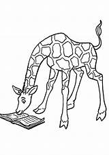 Giraffe Tulamama sketch template