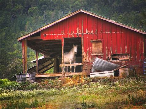 Also things to go in my future barn's tack room, office, & bathroom. White Horse Red Barn Photograph by Wendy McKennon