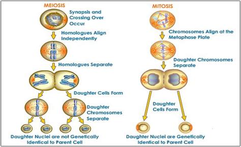 We did not find results for: Human Anatomy and Physiology: Chapter 3: Cell Structure ...