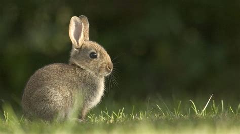 What Do Wild Rabbits Eat A Guide To The Natural Wild Rabbit Diet