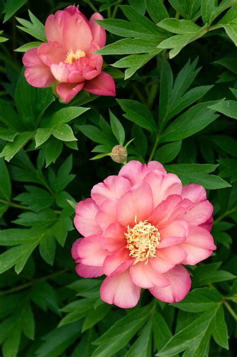 Looking for the best peonies pictures, photos & images? Perfect Peonies: 29 Favorite Varieties and Growing Guide ...