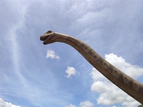 Premium Photo Historical Sculptures Of Dinosaurs In The Open Air In Whale