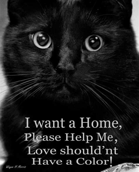 Too Many Black Cats Dont Get Adopted They Are Just As Sweet And