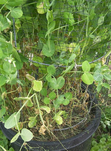 Growing Peas Mammoth Melting Sugar Snow Flowering 8 Weeks Eat