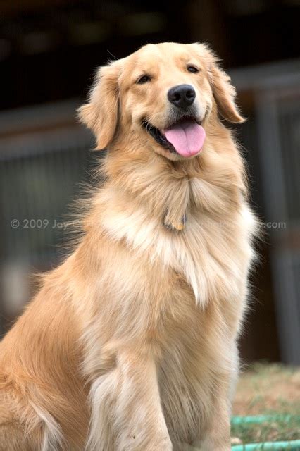 Golden retriever information including personality, history, grooming, pictures, videos, and the akc breed standard. Golden Retriever puppies from Yellow Rose