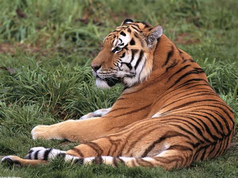 Encyclopedia Of Animal Facts And Pictures Siberian Tigers