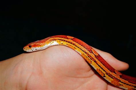 11 Best Beginner Snakes That Make Good Pets