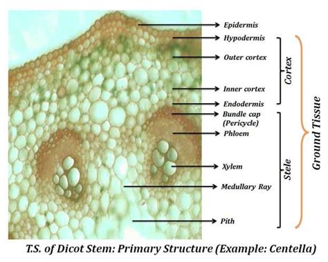 Plant Anatomy Diagram Dicot Stem Stem Plant Science Anatomy