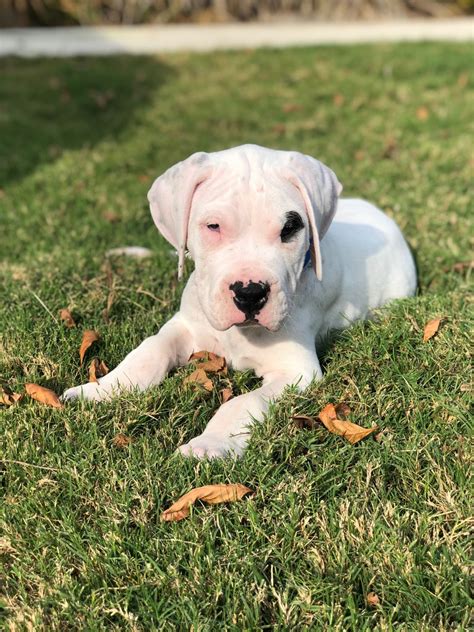 If you want a true dogo argentino you will need to come to us. Argentine Dogo Puppies For Sale | Hayward, CA #318794