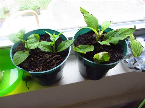 Basil is rather easy to grow, but it does have its particularities. Bobbins of Basil: Rooting cuttings to clone your plants