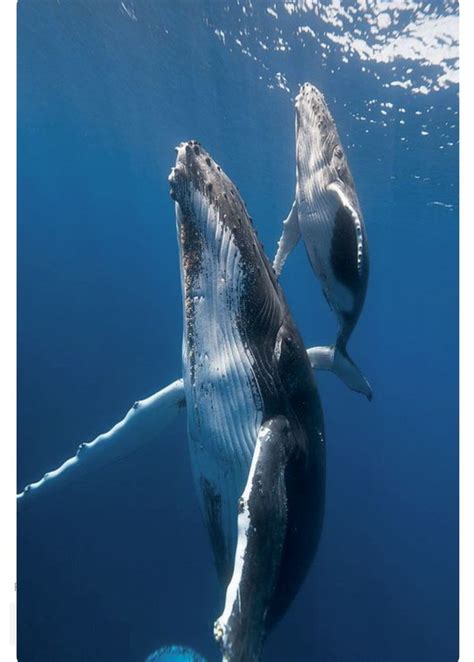A Mother Humpback Whale Helps Her Baby Return To The Surface For A