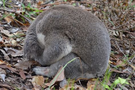 How To Identify A Sick Or Injured Koala Wildlife Watcher