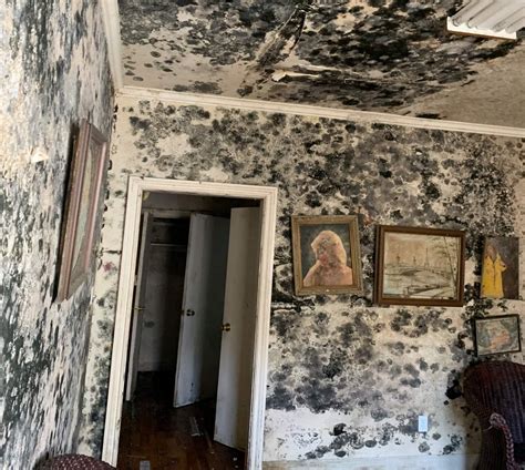 Mold Removal, Remediation | San Francisco Bay Area, Alameda, Contra Costa